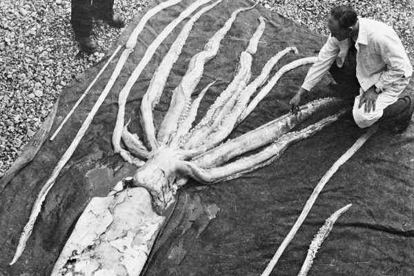 Кракен работает