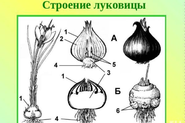 Kraken onion ссылка